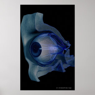 3d trådram av musklerna i öga i en sockel poster