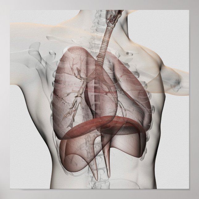 3D View Of The Male Respiratory System Poster (Framsidan)