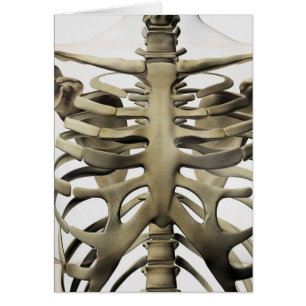 3D-vy av honsvin (Sternum) och revben (revben) Hälsningskort