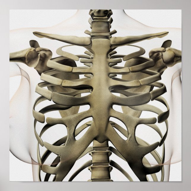 3D-vy av honsvin (Sternum) och revben (revben) Poster (Framsidan)