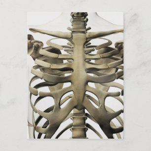 3D-vy av honsvin (Sternum) och revben (revben) Vykort