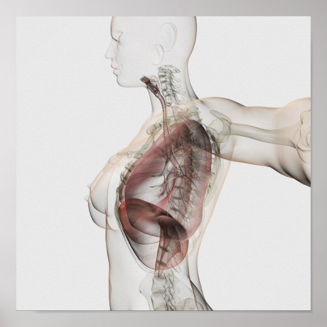 3D vy av kvinnligt andningssystem 2 Poster (Framsidan)