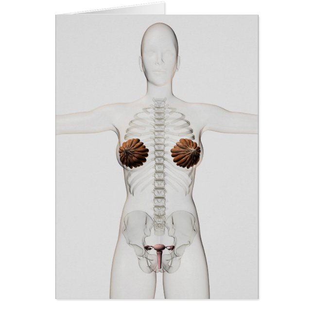 3D-vy av kvinnligt reproduktionssystem Hälsningskort (Framsidan)