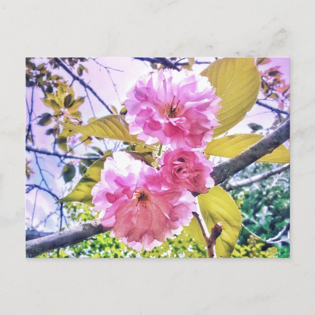 3ROSA BLOMMAR LJUSPOSTKORT VYKORT (Framsida)