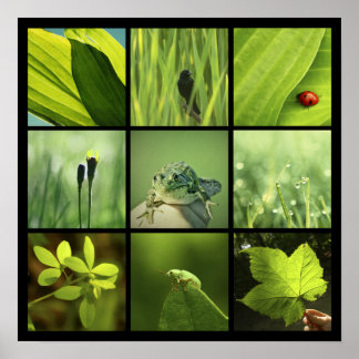 3x3-grönt naturfoton Skriv ut Poster
