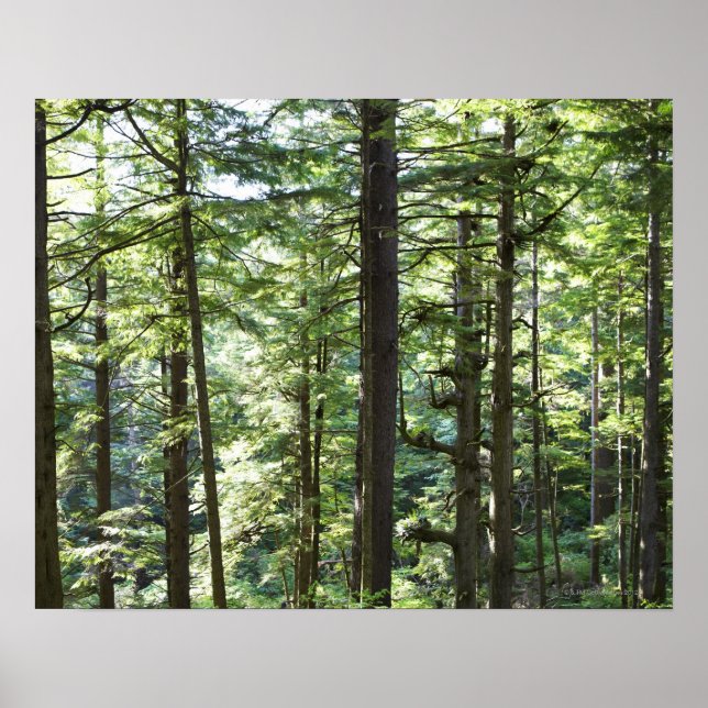 41067 POSTER (Framsidan)