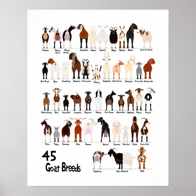 45 breeds of goats chart poster (Framsidan)