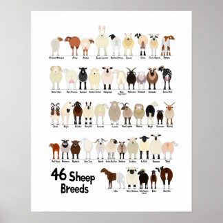 46 breeds of sheep poster