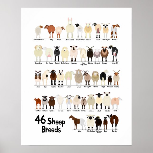 46 breeds of sheep poster (Framsidan)