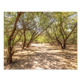 4745-Skugga-Träd i ökningsplatsen Fototryck
