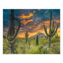 4792-2-Desert liggande vid solnedgång