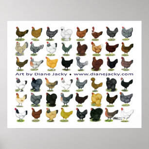48 Hen Promo Poster