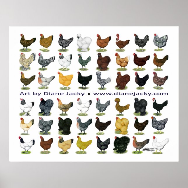 48 Hen Promo Poster (Framsidan)