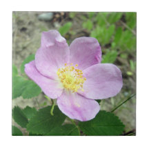 4,25" x 4,25" Fyrkantig Kakel Woods Rose Rosa Blom