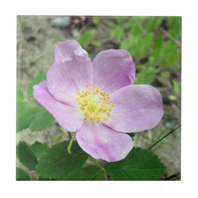 4,25" x 4,25" Fyrkantig Kakel Woods Rose Rosa Blom (Framsidan)