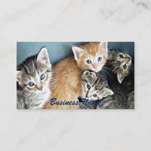 4 blåögda kittens Affärskort Visitkort