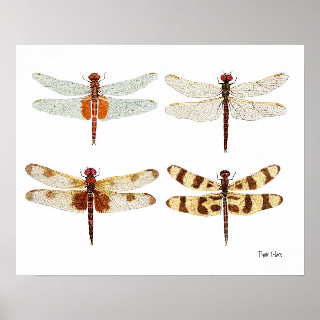 4 Dragonflies Art Poster (Framsidan)