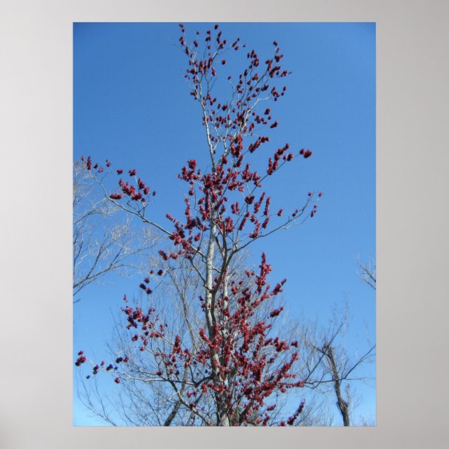 4:e mars - färgad röd Träd Poster (Framsidan)