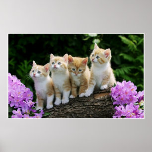 4 gula kattungar poster