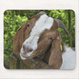 4-H Boer Goat Farm Musmatta