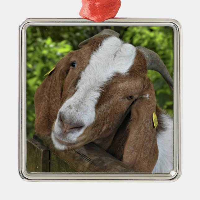 4-H Boer Goat Nanny Julgransprydnad Metall (Framsidan)