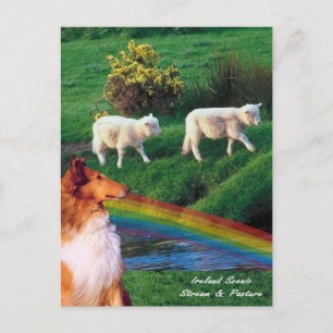 4 Ireland Stream med Collie and Sheep Vykort