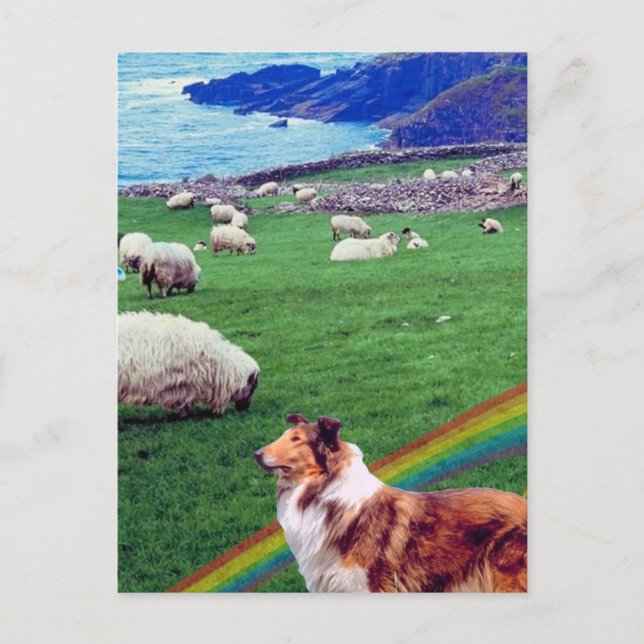 4. Irland Kusten, Collie & Flock of Sheep #2 Vykort (Framsida)
