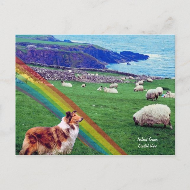 4. Irland Kusten, Collie & Flock of Sheep Vykort (Framsida)