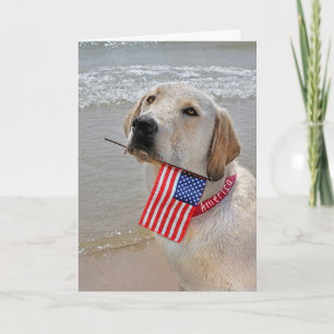 4 juli Labrador Retriever med Flagga C Helgkort
