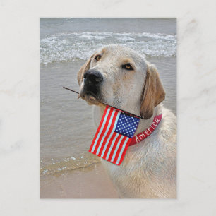 4 juli Labrador Retriever med Flagga Helg Vykort