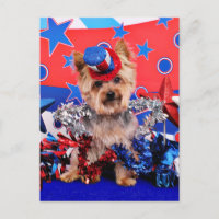 4 juli - Yorkie - Vinnie