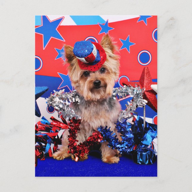 4 juli - Yorkie - Vinnie Vykort (Framsida)