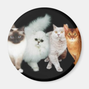 4 katter magnet