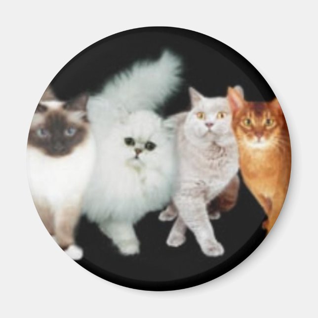4 katter magnet (Framsidan)