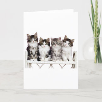 4 kattungar på en bänk kort