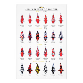 4 main species of koi fish fototryck