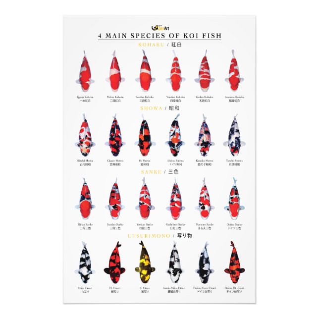 4 main species of koi fish fototryck (Framsidan)