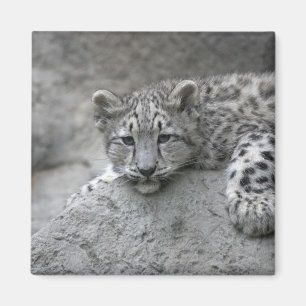 4 månader gammal snöleopardunge dras över en sten magnet