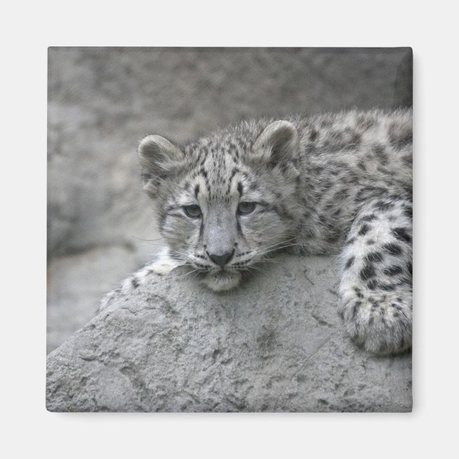 4 månader gammal snöleopardunge dras över en sten magnet (Framsidan)