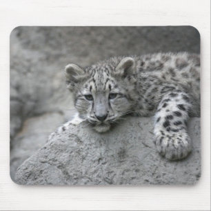 4 månader gammal snöleopardunge dras över en sten musmatta