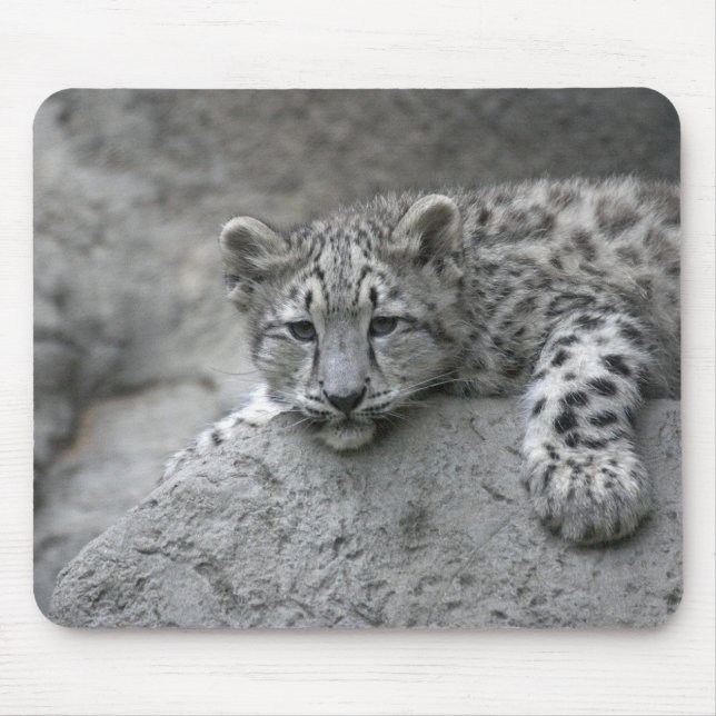 4 månader gammal snöleopardunge dras över en sten musmatta (Framsidan)