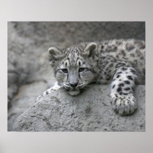4 månader gammal snöleopardunge dras över en sten poster