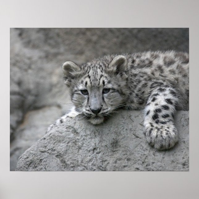 4 månader gammal snöleopardunge dras över en sten poster (Framsidan)