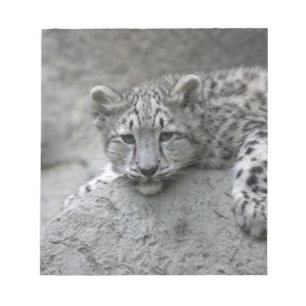 4 månader gammal snöleopardunge lutad över en sten anteckningsblock
