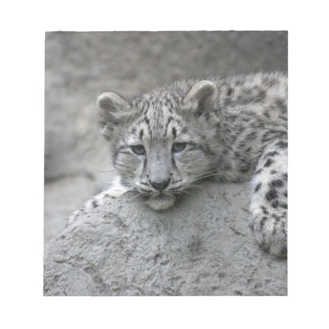 4 månader gammal snöleopardunge lutad över en sten anteckningsblock (Framsida)