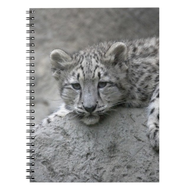 4 månader gammal snöleopardunge lutad över en sten anteckningsbok (Framsidan)