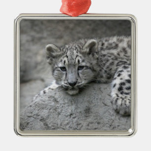 4 månader gammal snöleopardunge lutad över en sten julgransprydnad metall