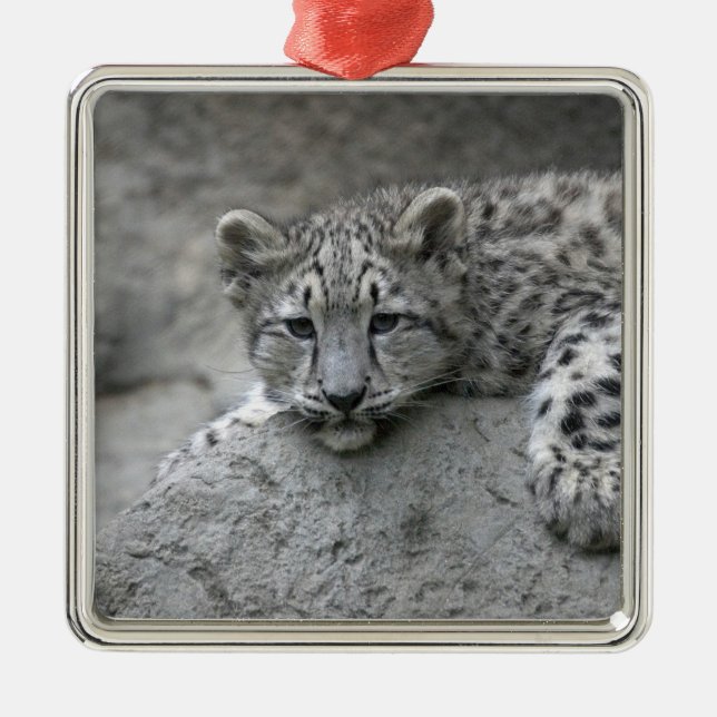 4 månader gammal snöleopardunge lutad över en sten julgransprydnad metall (Framsidan)