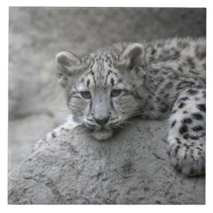 4 månader gammal snöleopardunge lutad över en sten kakelplatta