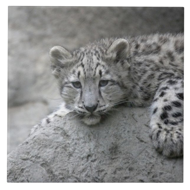 4 månader gammal snöleopardunge lutad över en sten kakelplatta (Framsidan)